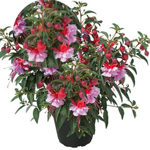 Fuchsia 'SHADOW DANCER Mila' - Fuksia 'SHADOW DANCER Mila'  